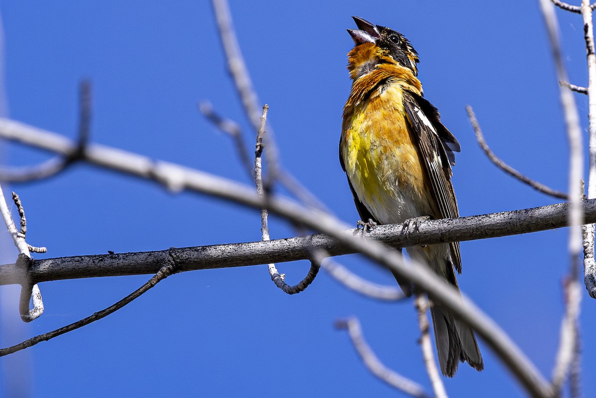 Black-headed Grosbeak - ML620518076