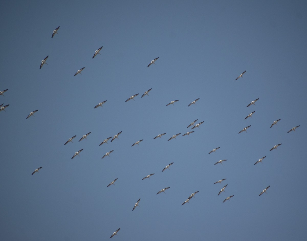 American White Pelican - ML620518077