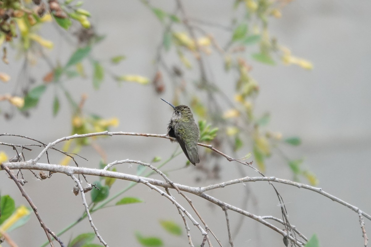 rødmaskekolibri - ML620518078