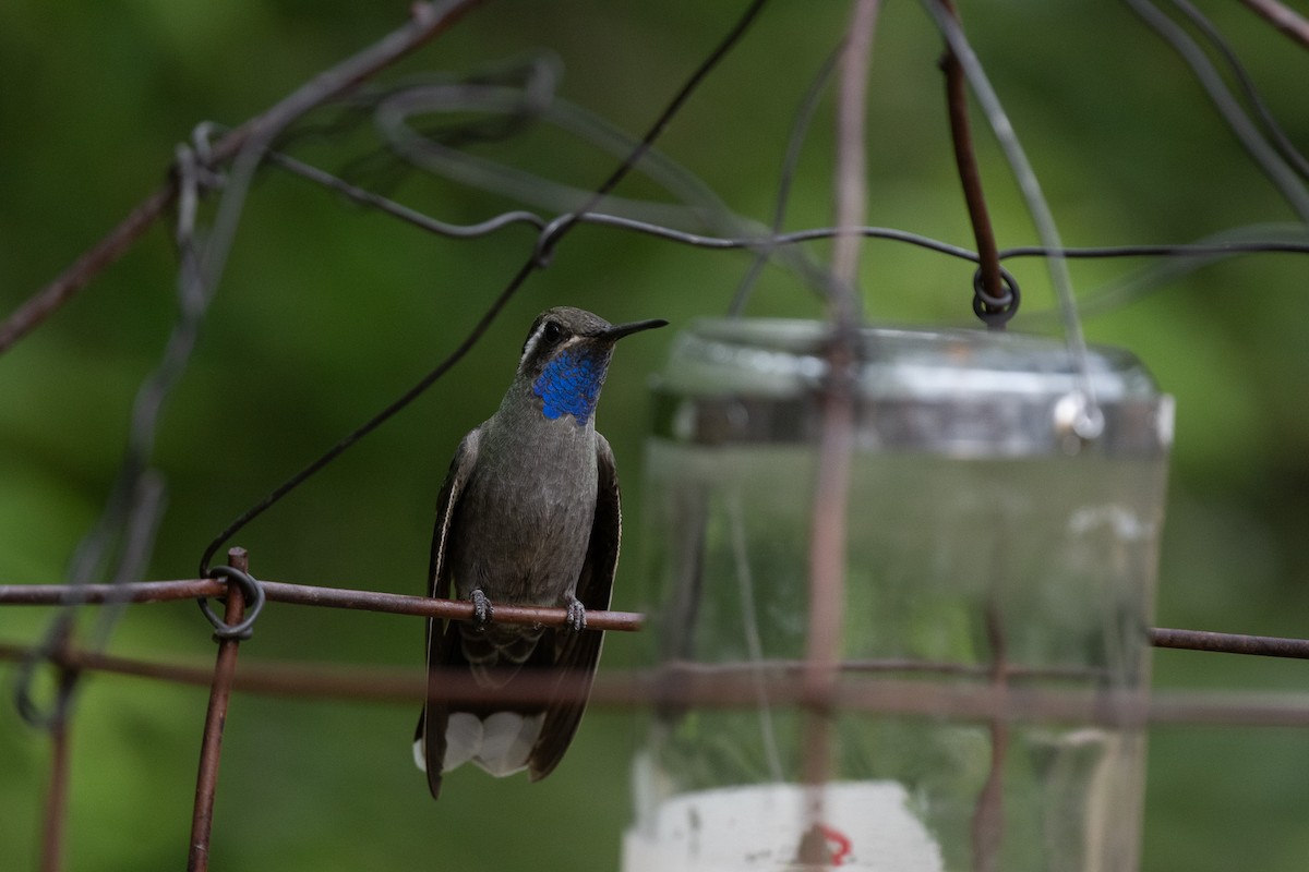 Colibrí Gorjiazul - ML620518080