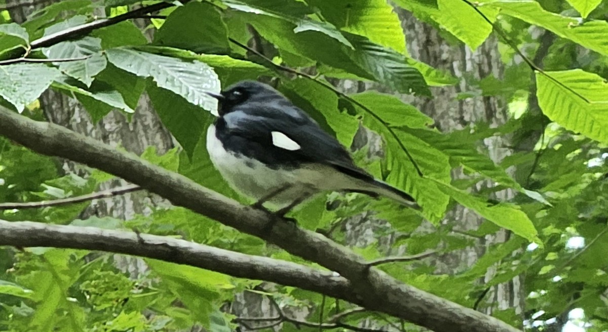 Black-throated Blue Warbler - ML620518088