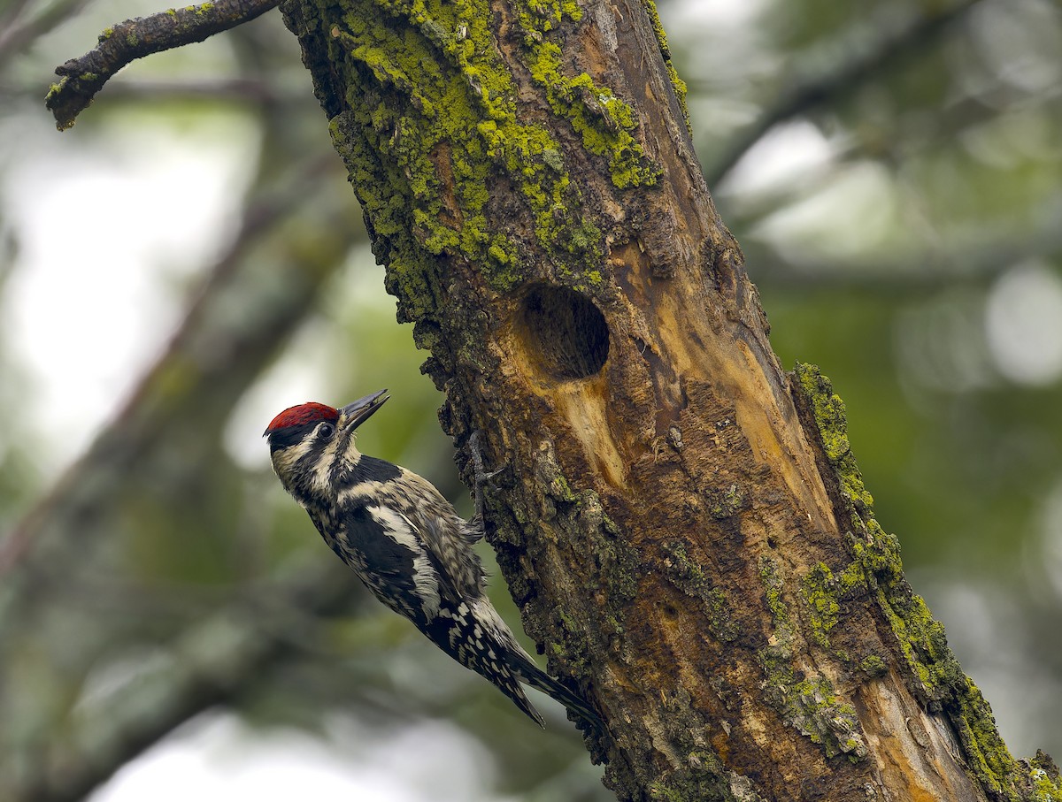 Yellow-bellied Sapsucker - ML620518089