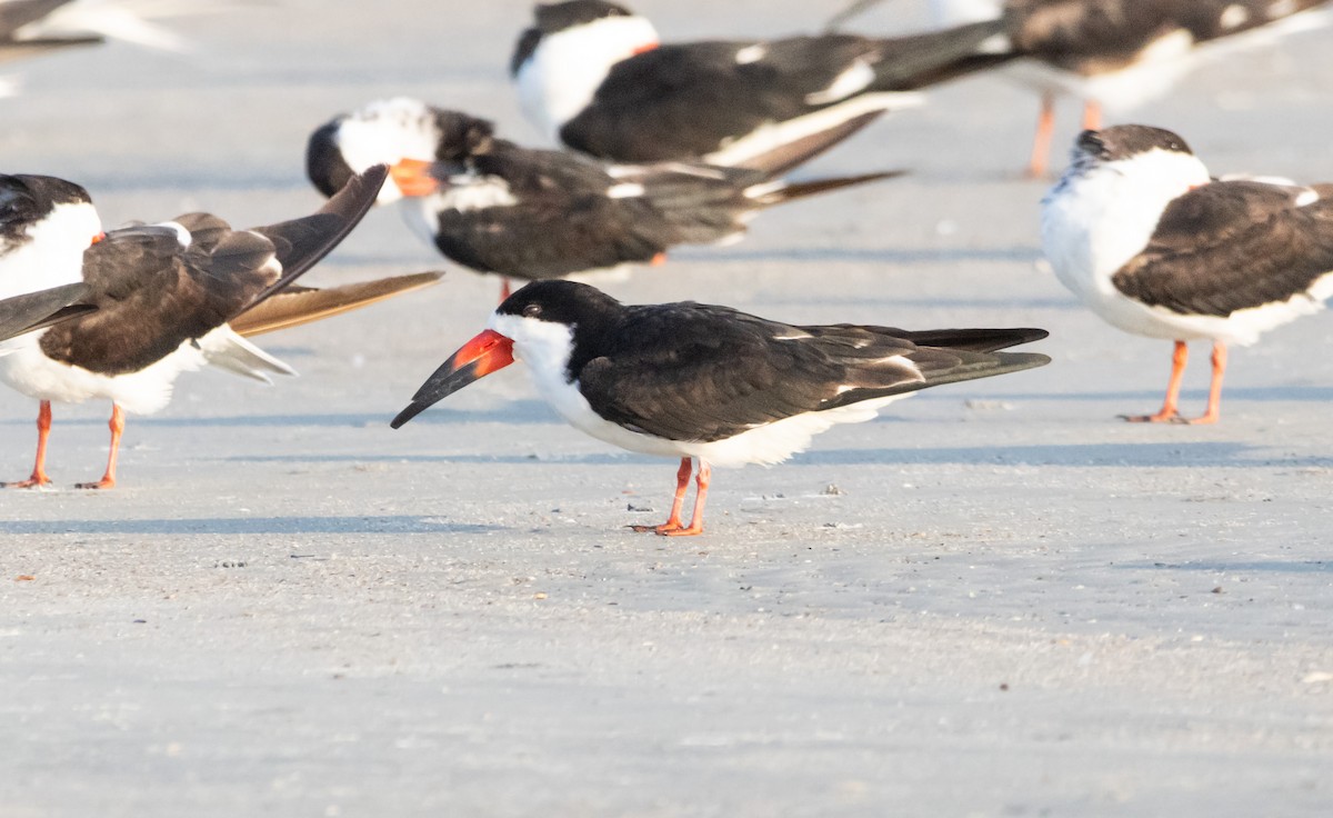 Black Skimmer - ML620518090