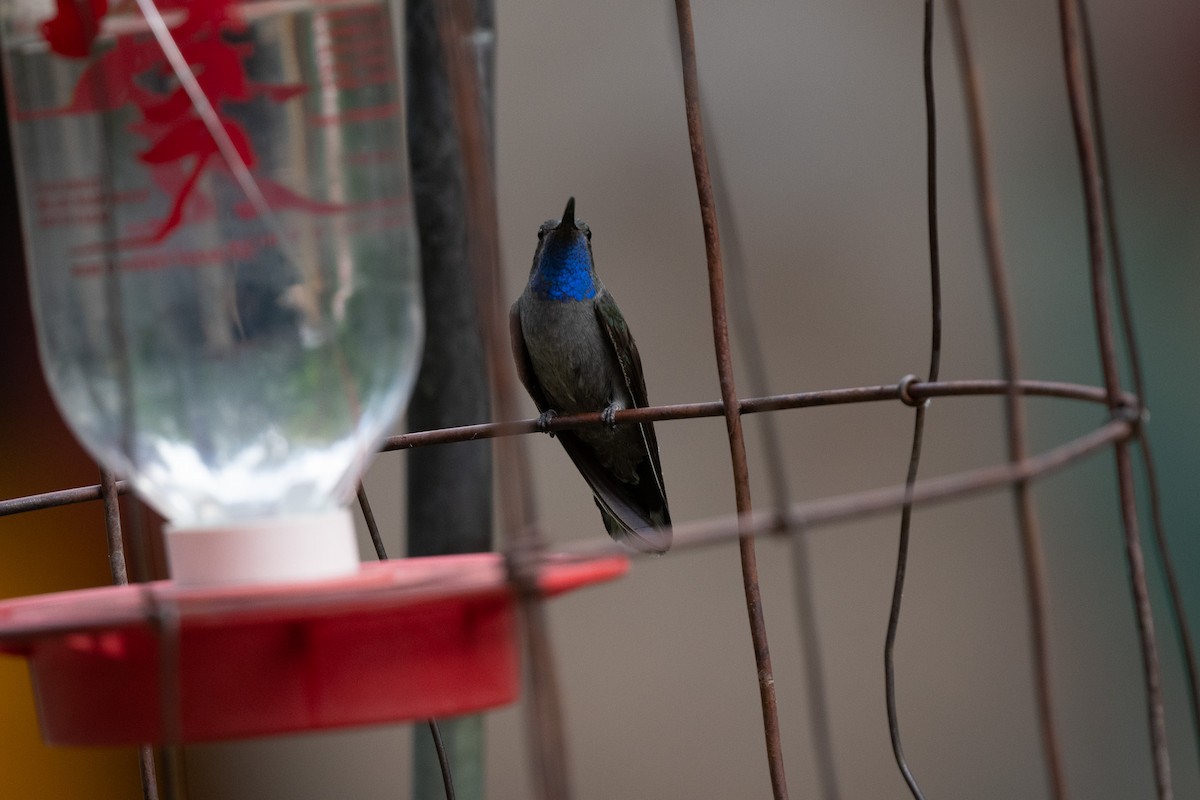 Colibri à gorge bleue - ML620518097