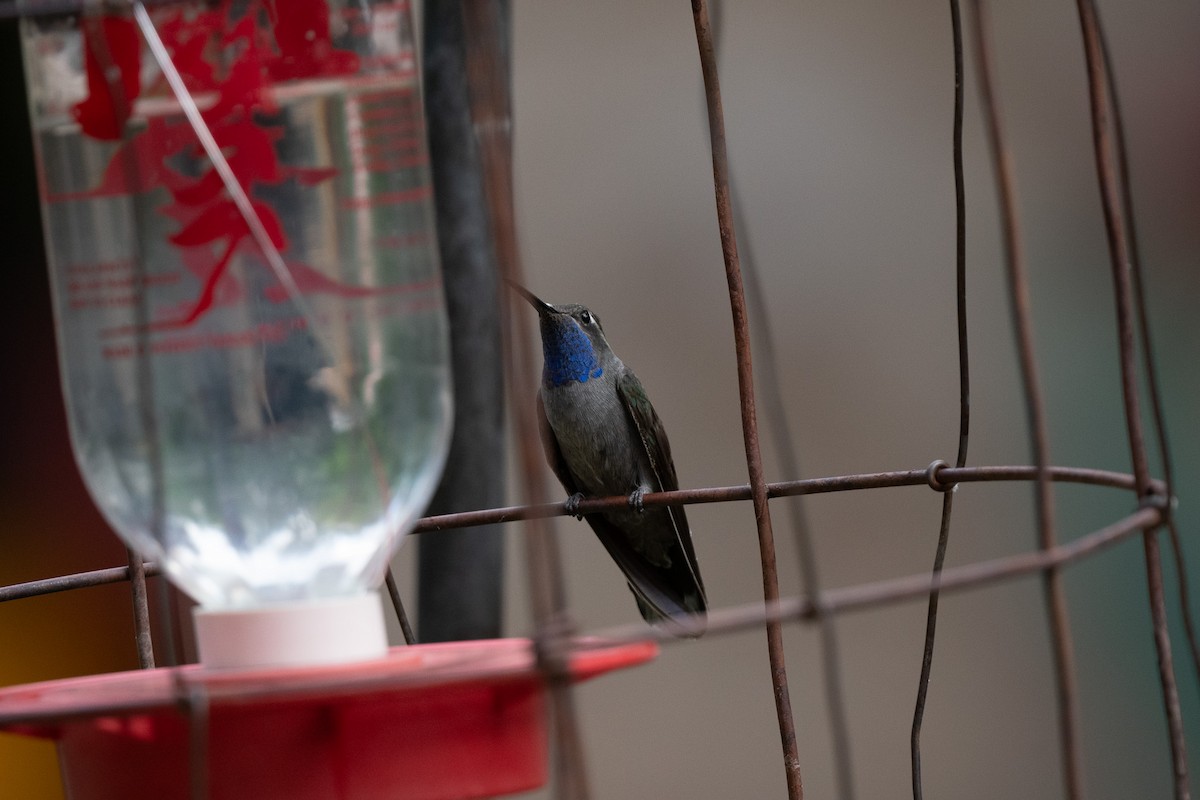 Colibrí Gorjiazul - ML620518101