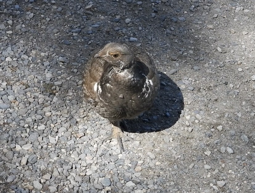 Dusky Grouse - ML620518105