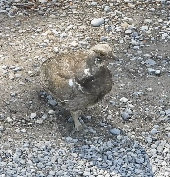 Dusky Grouse - ML620518107