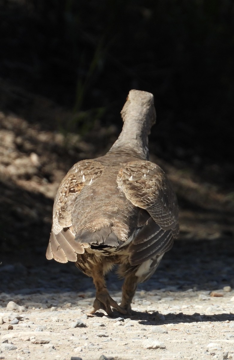 Dusky Grouse - ML620518108