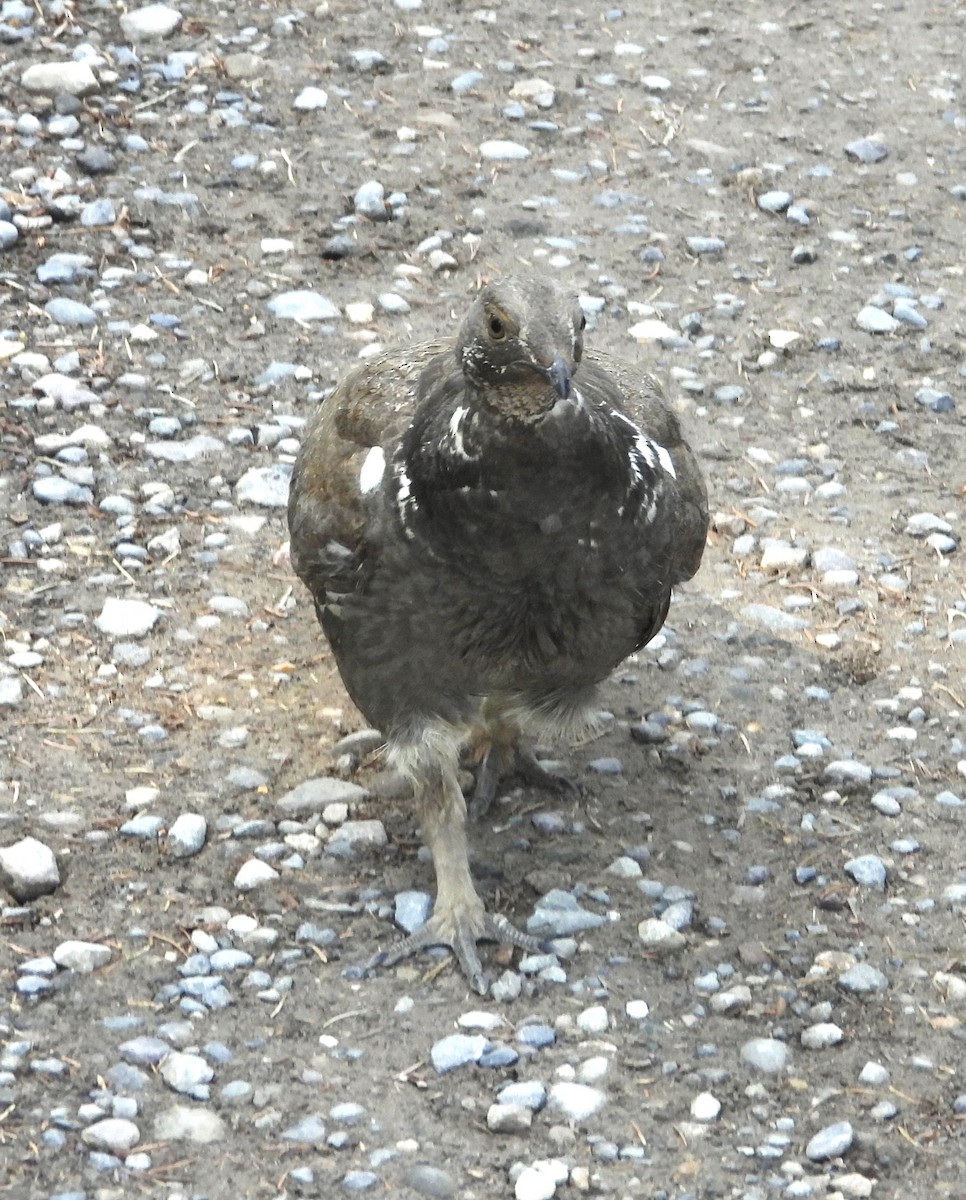 Dusky Grouse - ML620518110