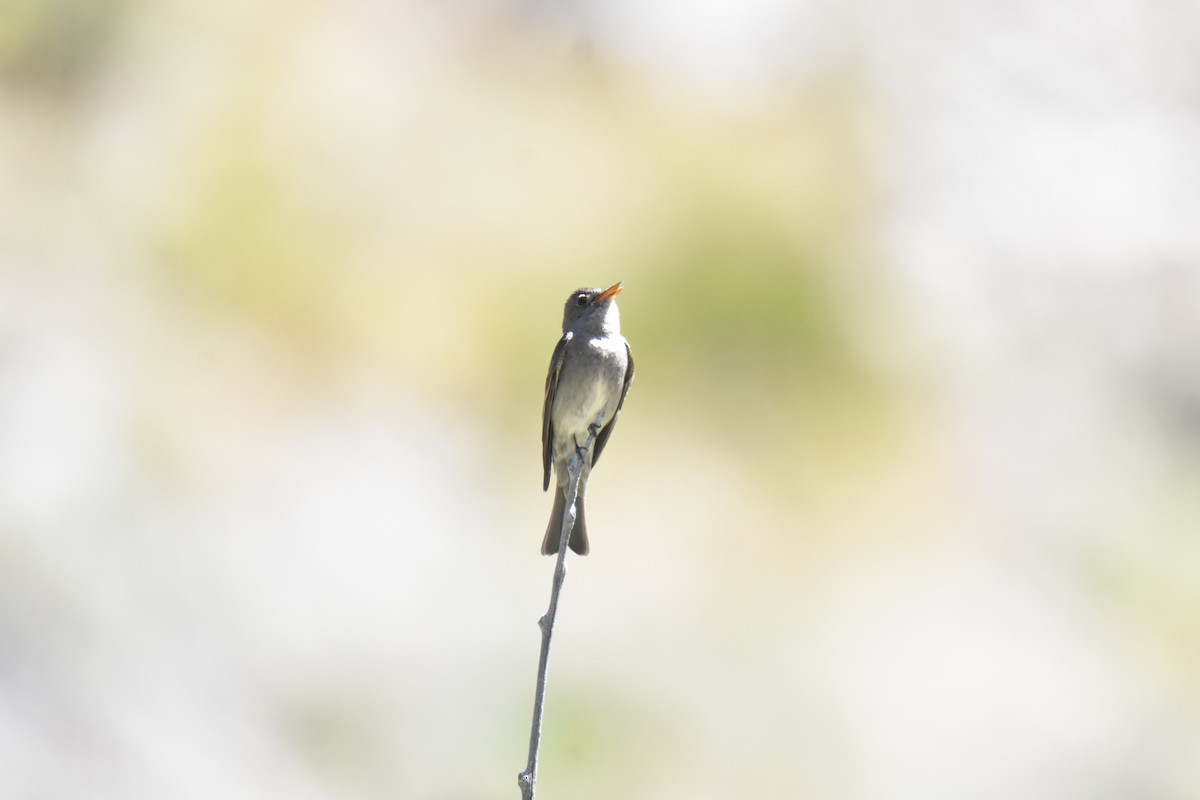 Western Wood-Pewee - ML620518111