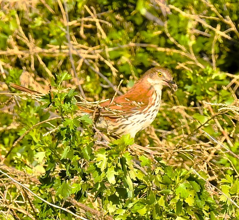 Brown Thrasher - ML620518121