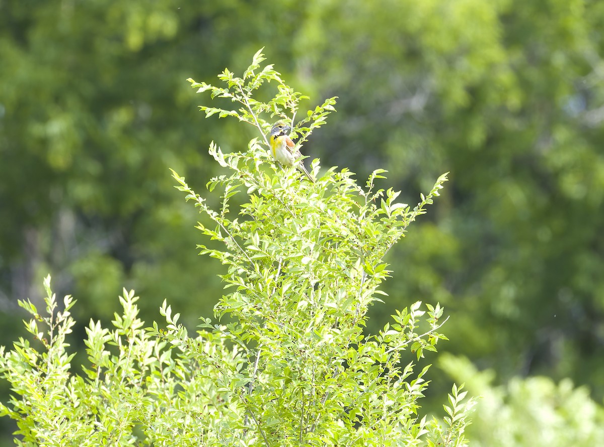 Dickcissel - ML620518130