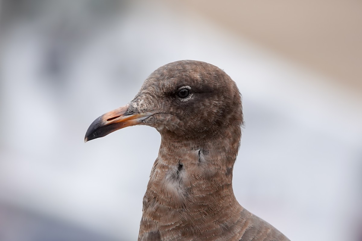 Heermann's Gull - ML620518141