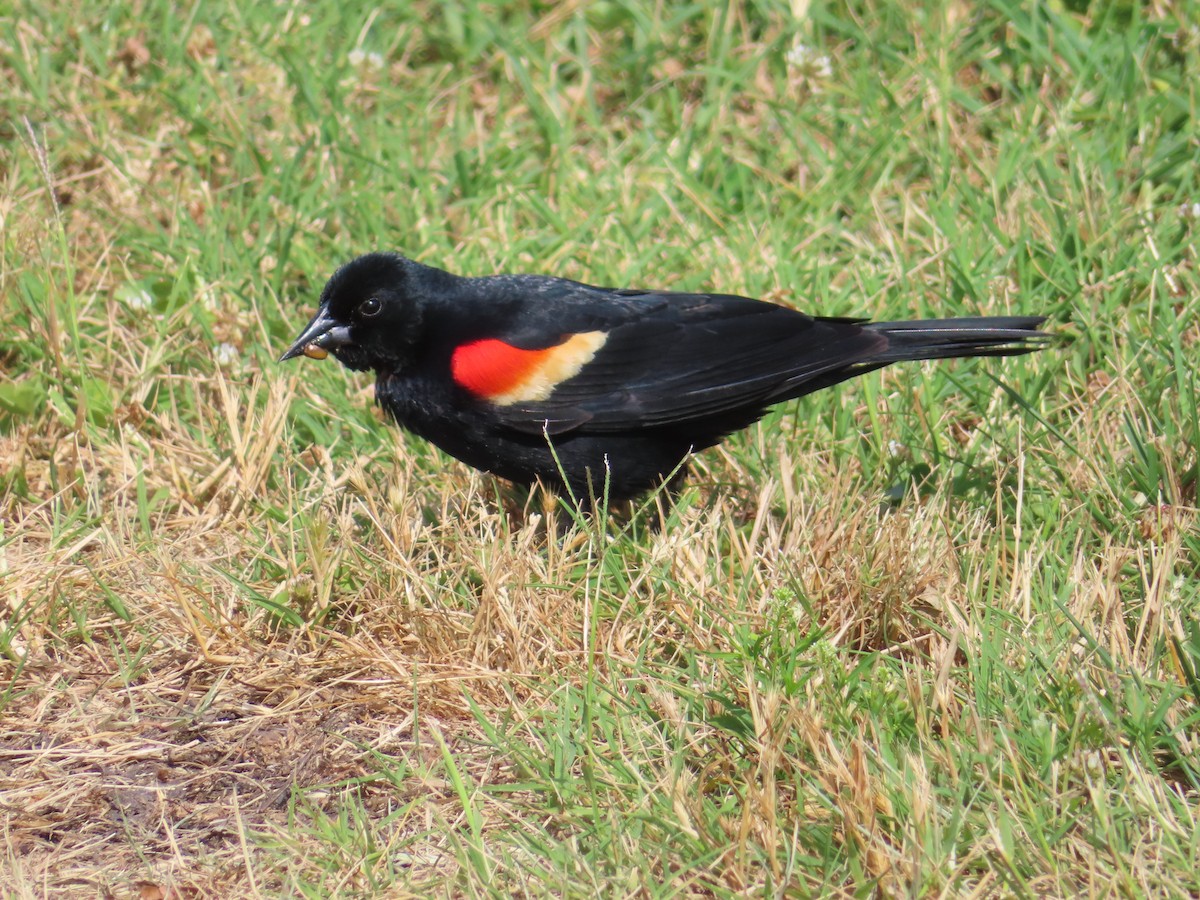 Red-winged Blackbird - ML620518145