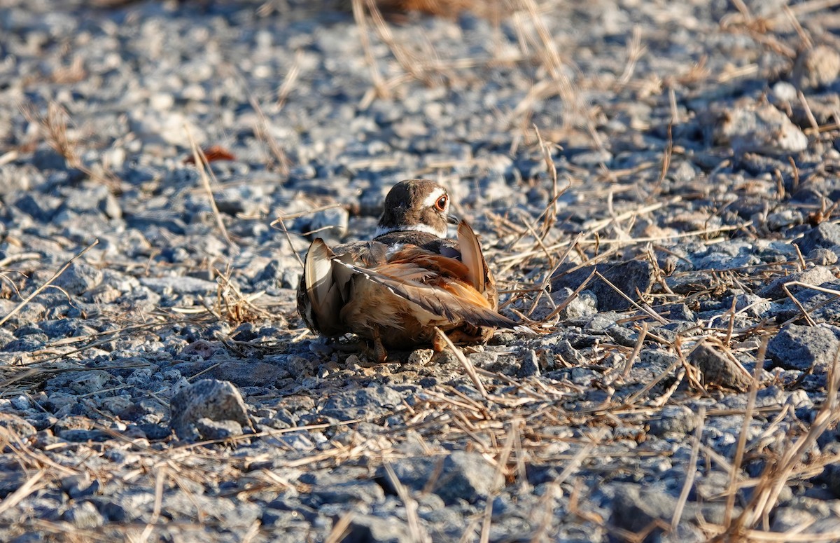 Killdeer - ML620518146