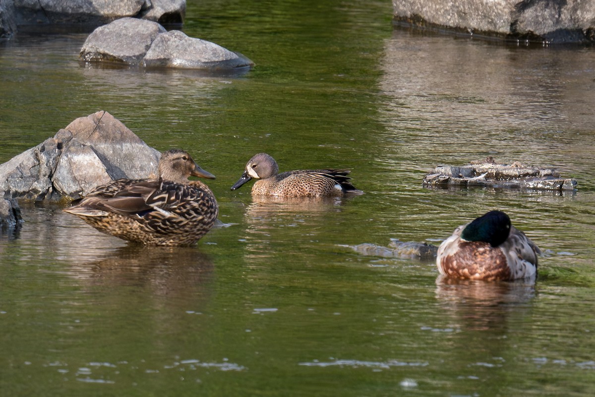 Blue-winged Teal - ML620518147