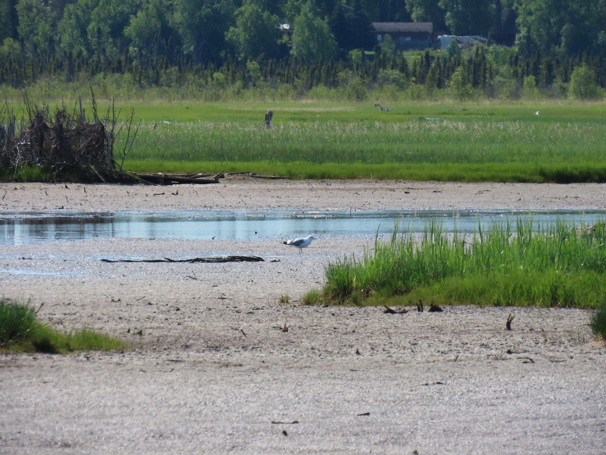 Short-billed Gull - ML620518150