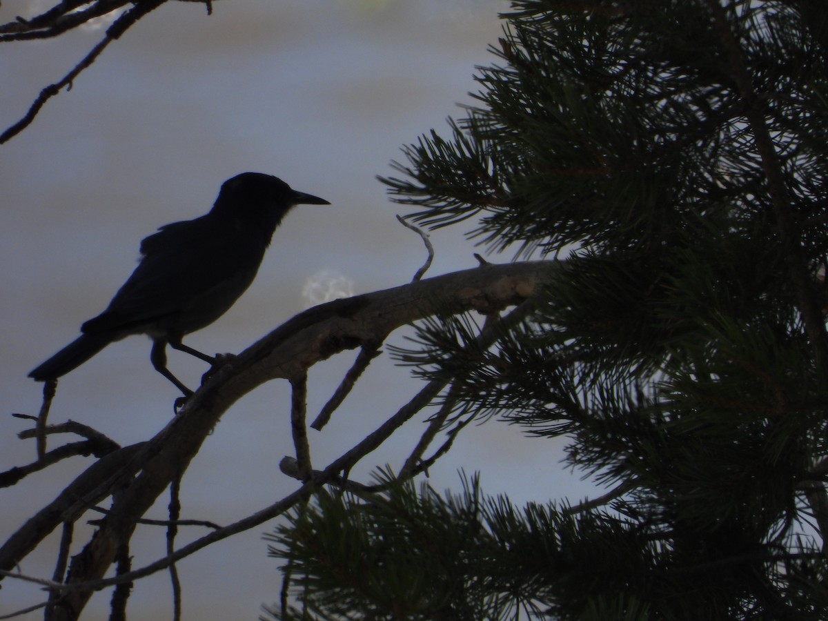 Pinyon Jay - ML620518151