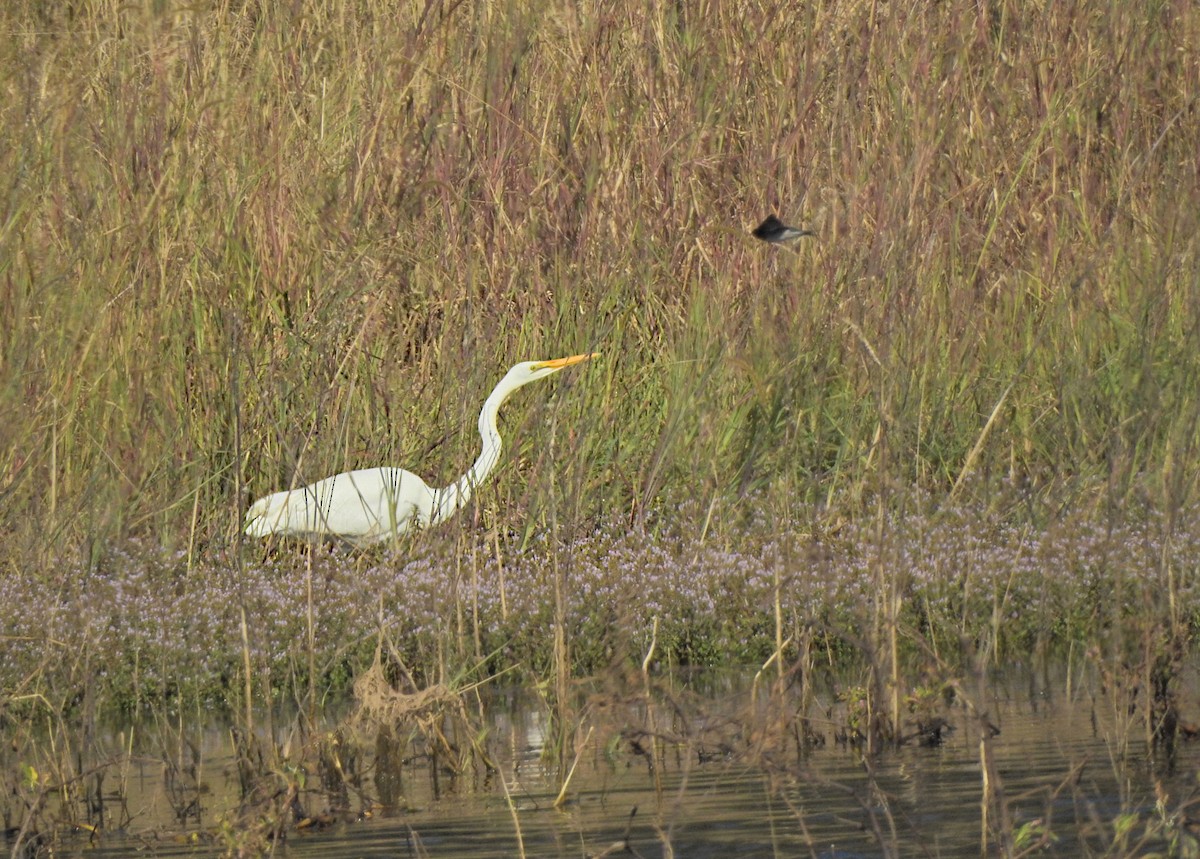 Great Egret - ML620518160