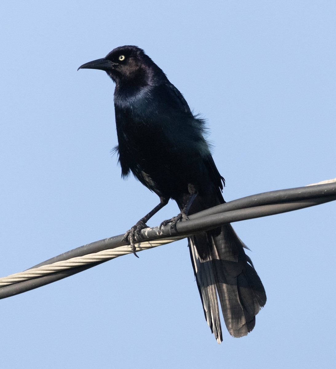 Boat-tailed Grackle - ML620518161