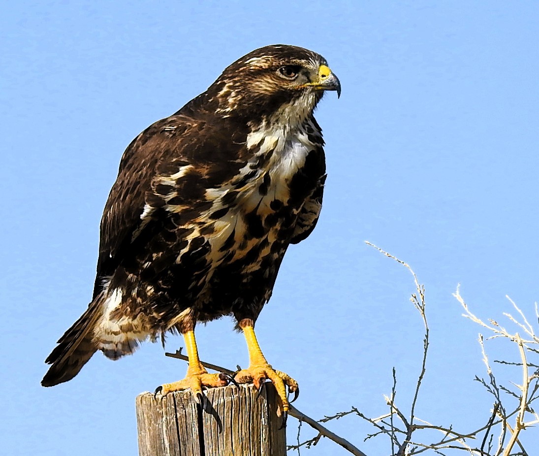 Swainson's Hawk - ML620518164