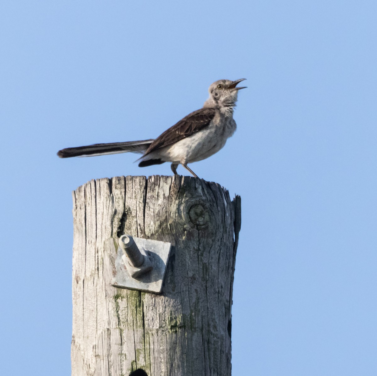 Northern Mockingbird - ML620518165