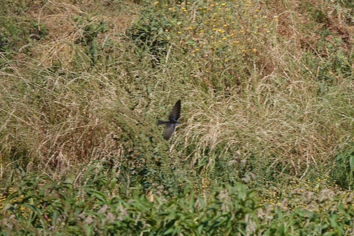 Tree Swallow - ML620518166