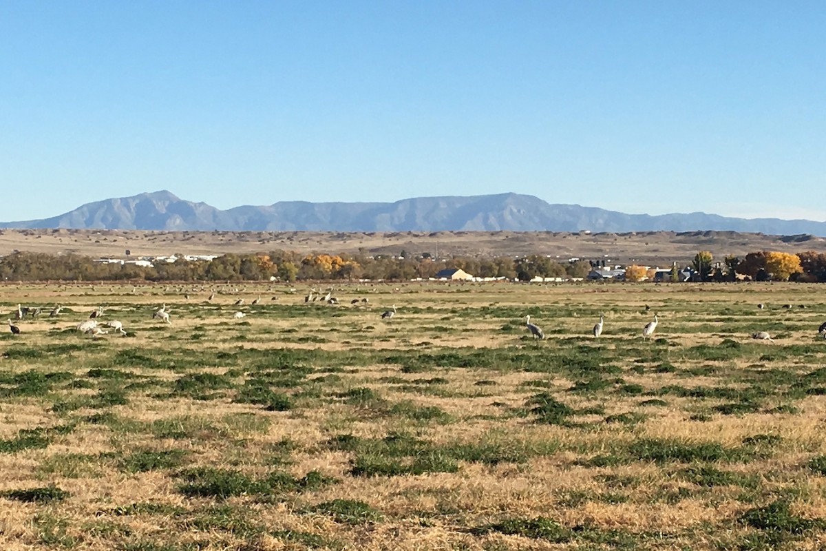 Sandhill Crane - William Clark