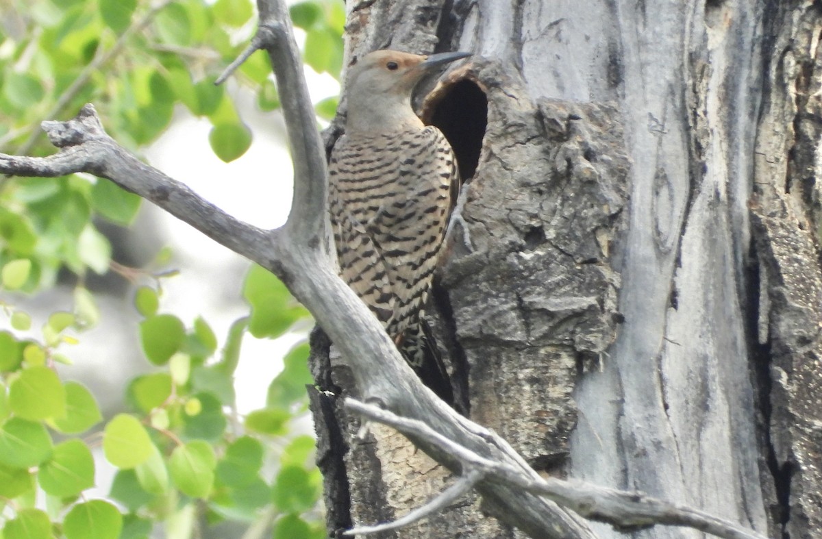 Northern Flicker - ML620518183