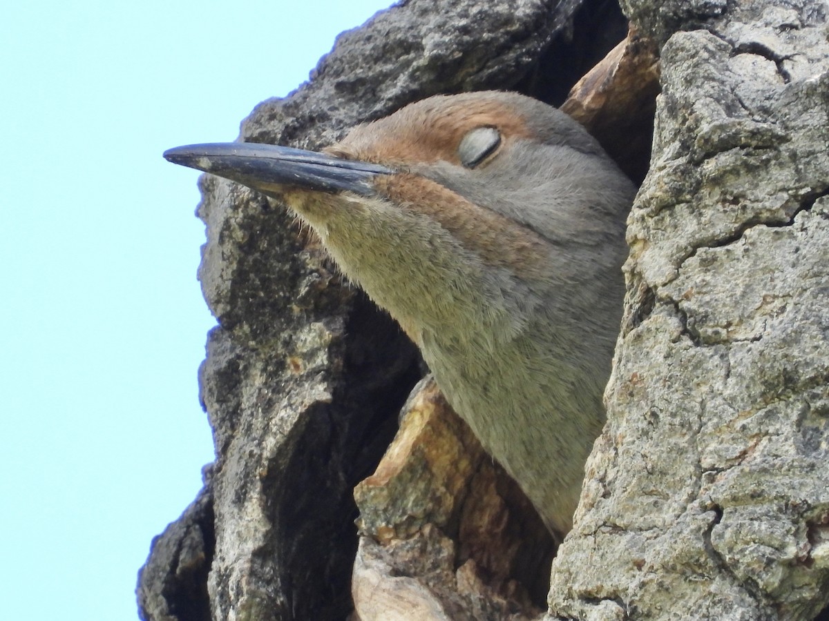 Northern Flicker - ML620518186