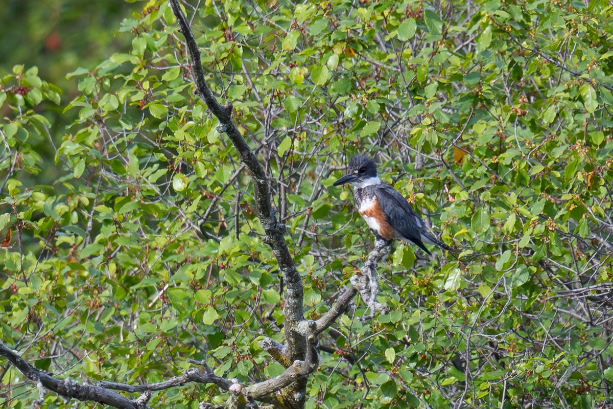 Belted Kingfisher - ML620518188