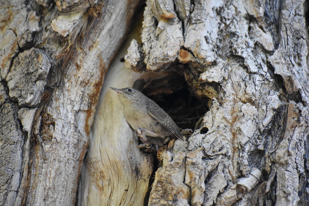 House Wren - ML620518190