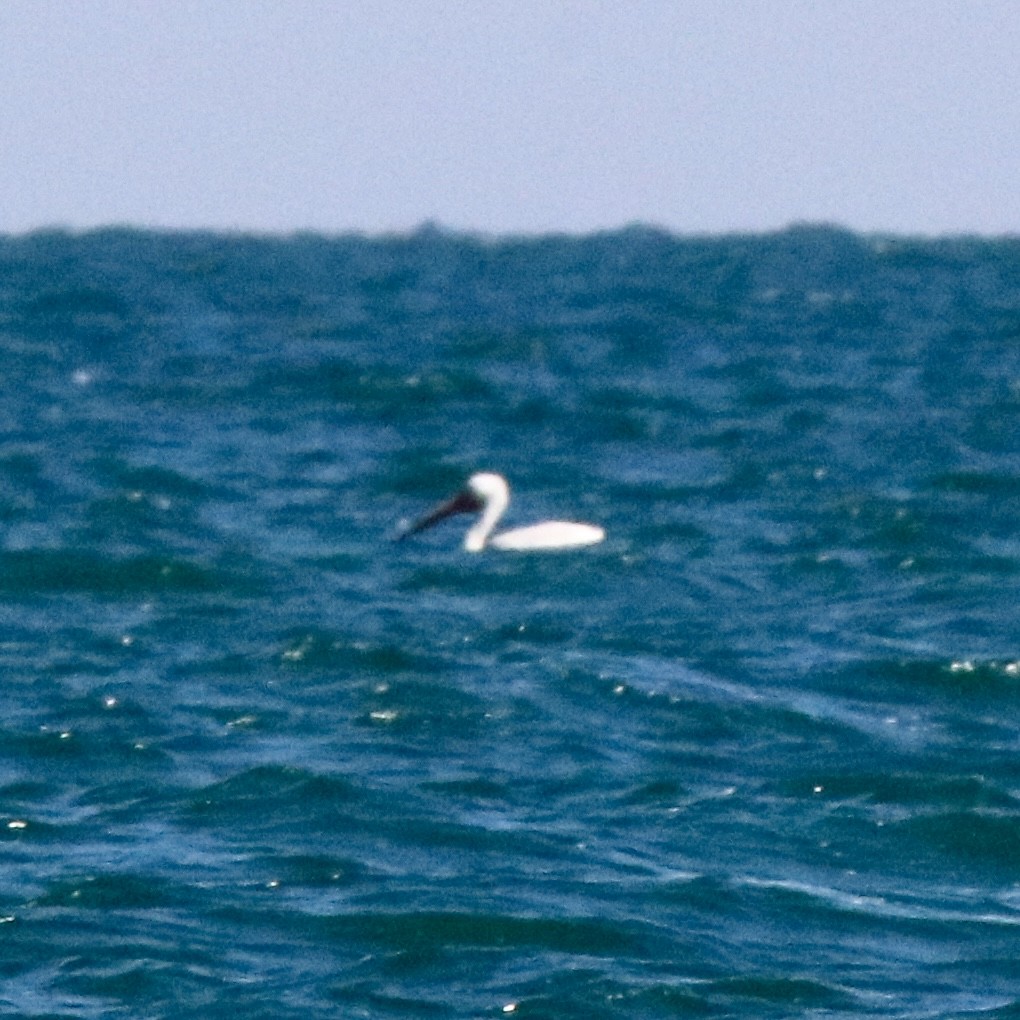 pelikán severoamerický - ML620518194