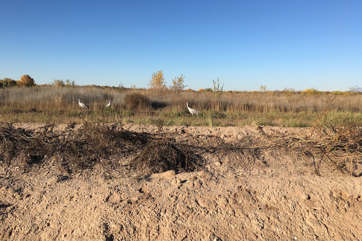 Grulla Canadiense - ML620518195