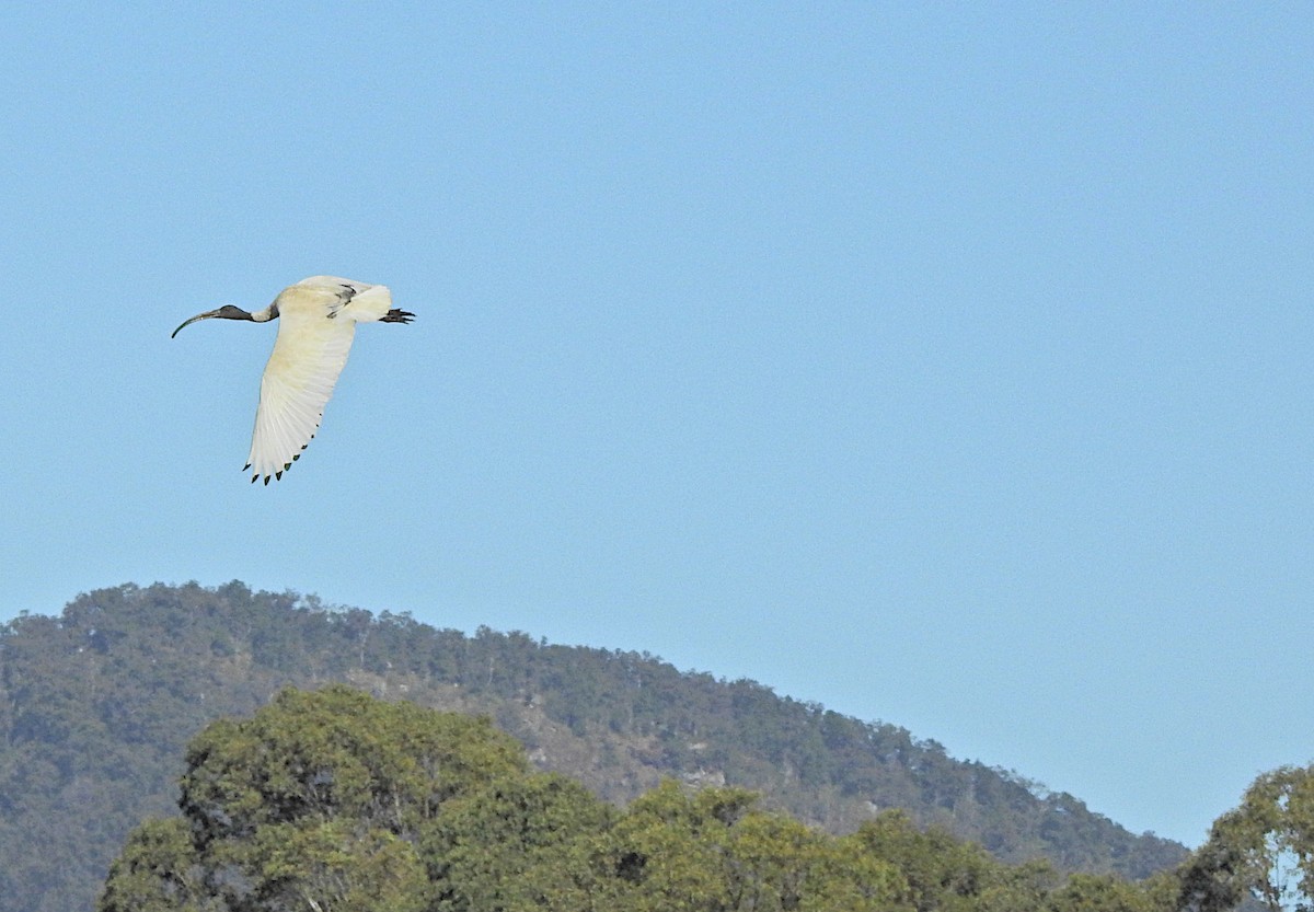 Australian Ibis - ML620518198