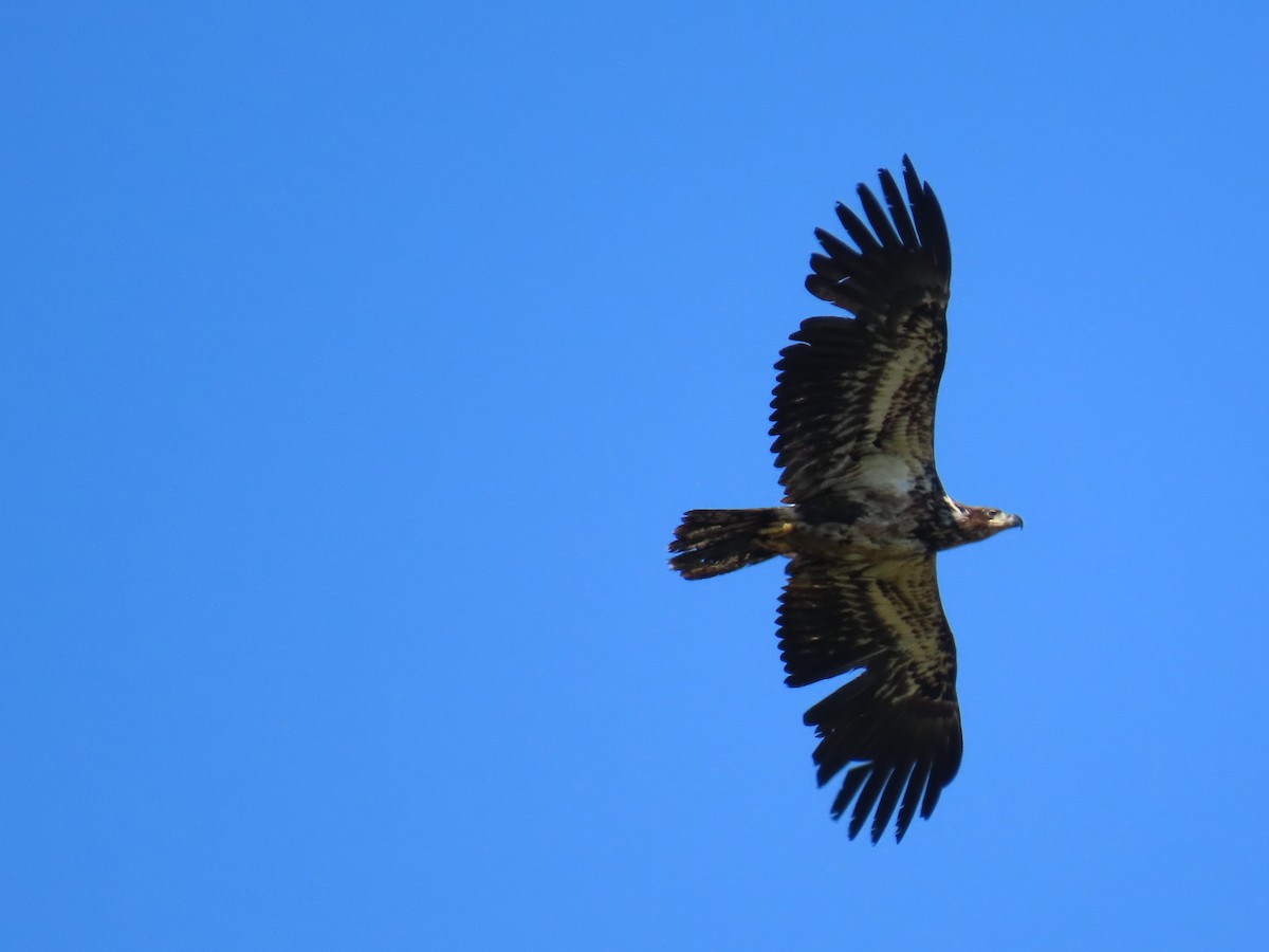 Bald Eagle - ML620518199