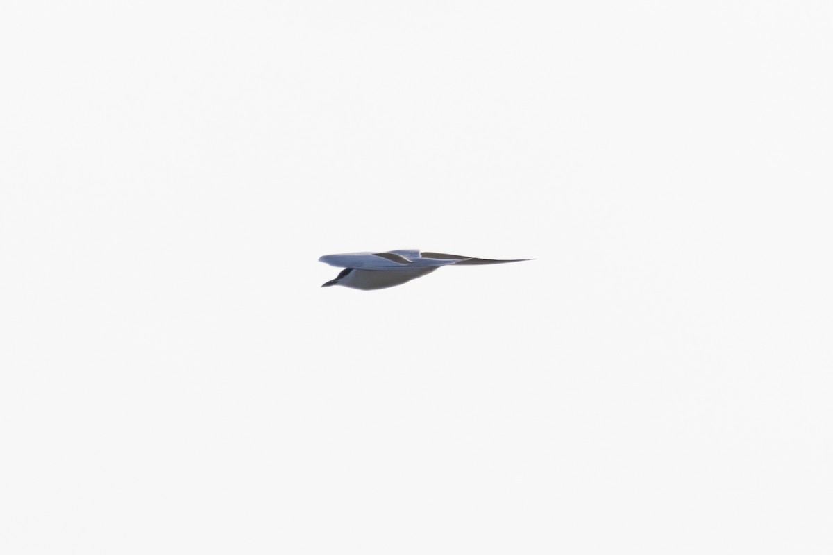 Gull-billed Tern - ML620518200