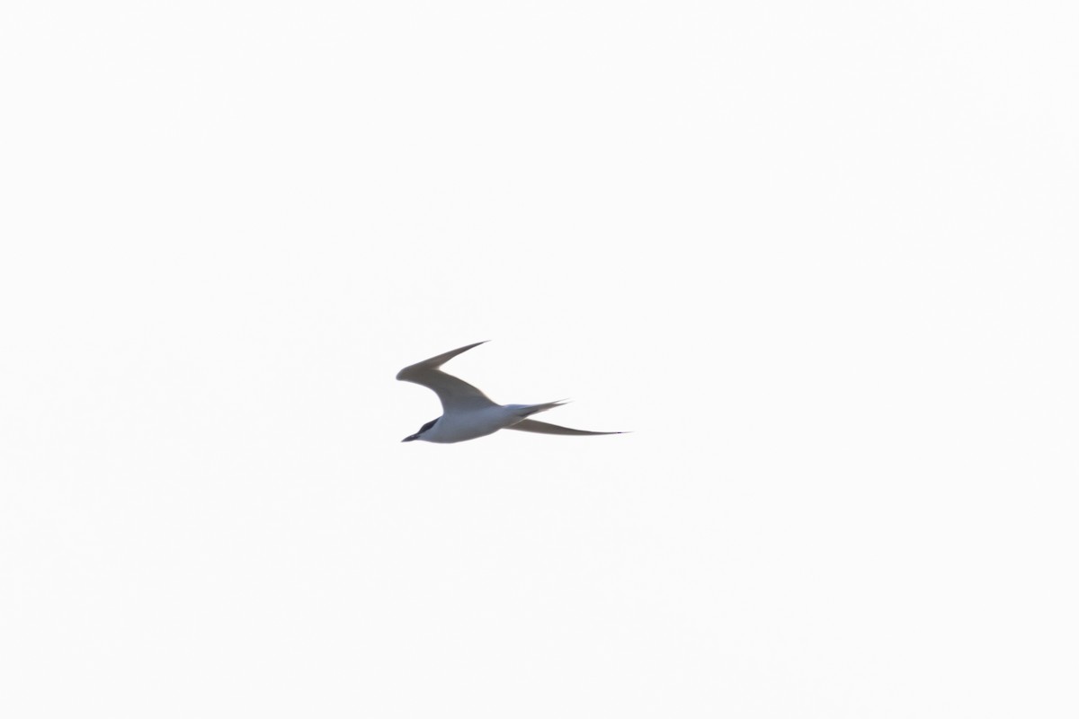 Gull-billed Tern - Nick Patrizio