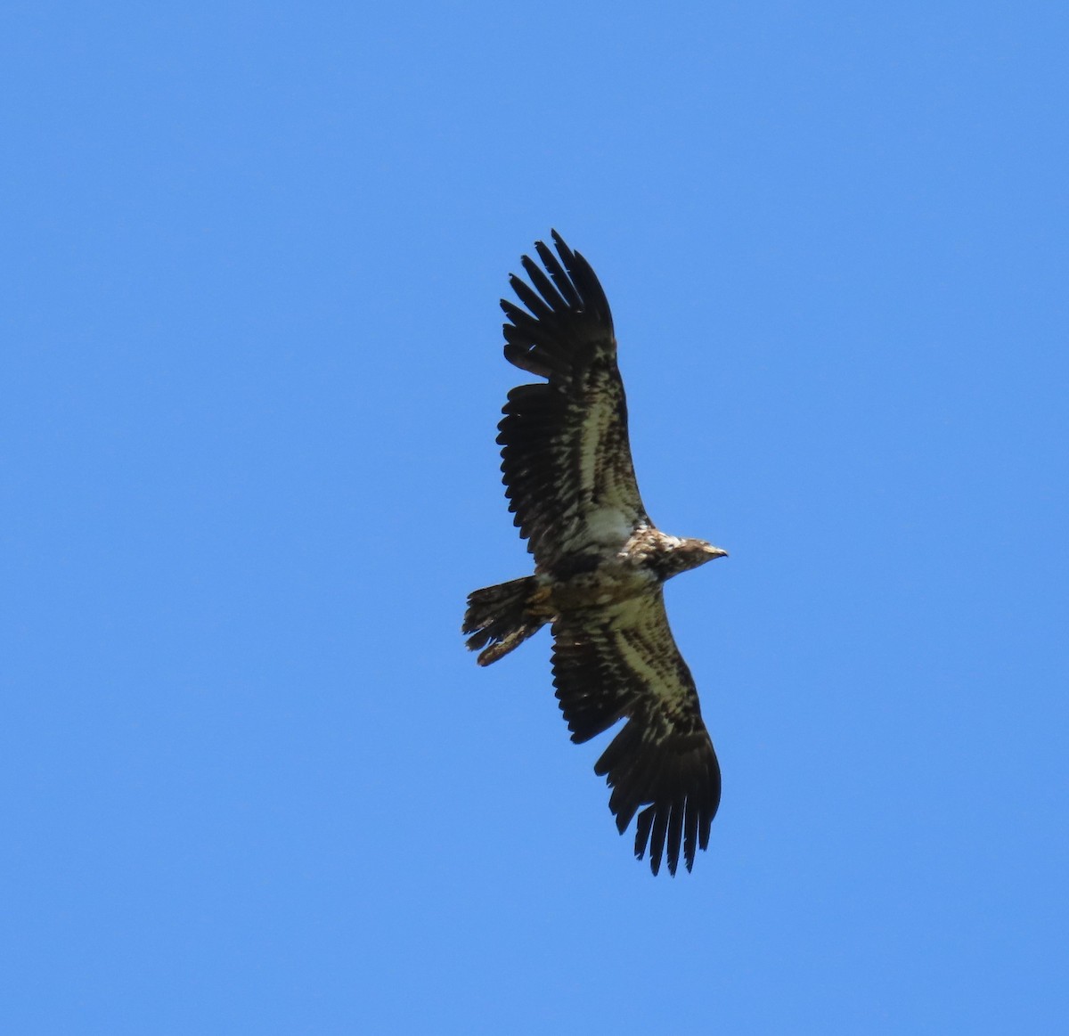 Bald Eagle - ML620518202