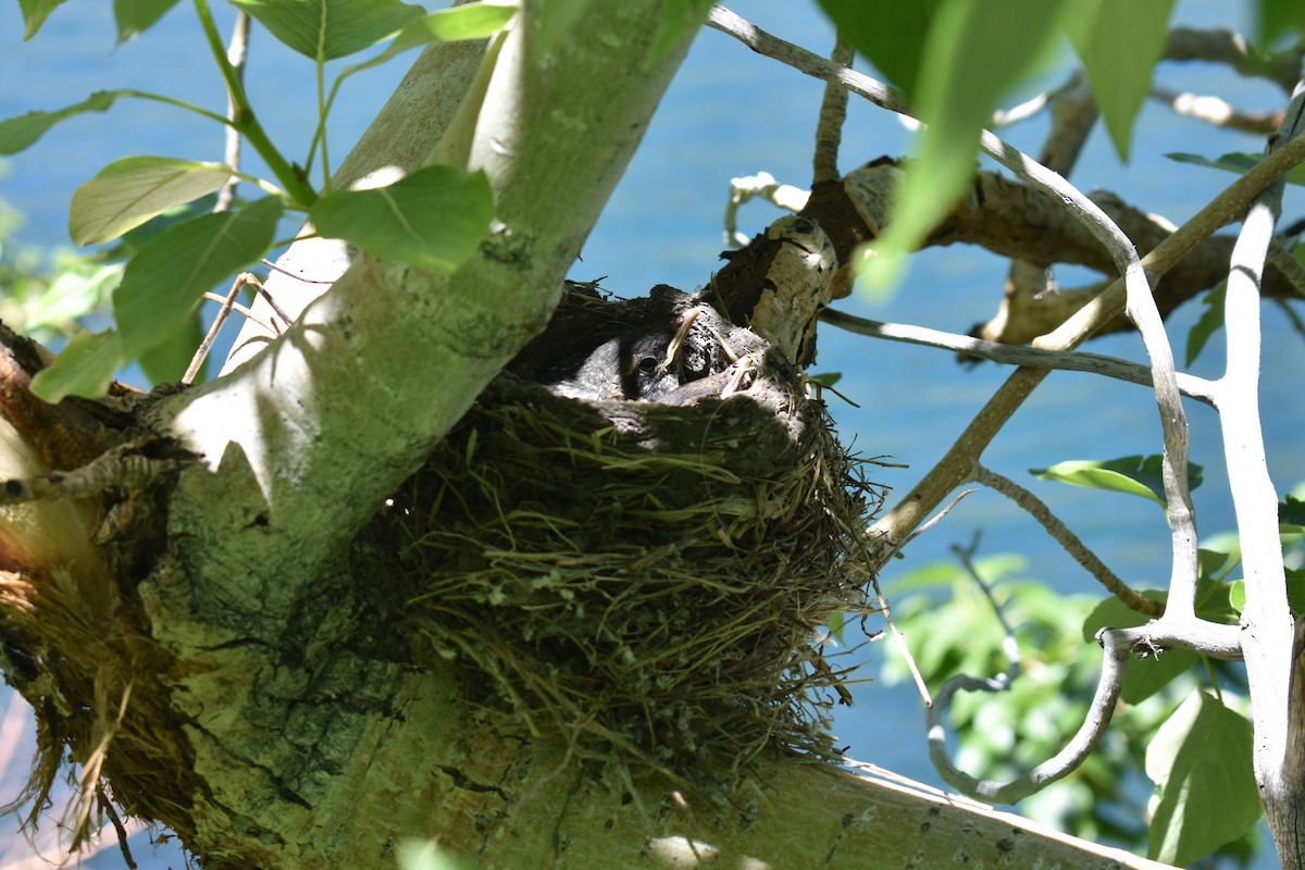 American Robin - ML620518206