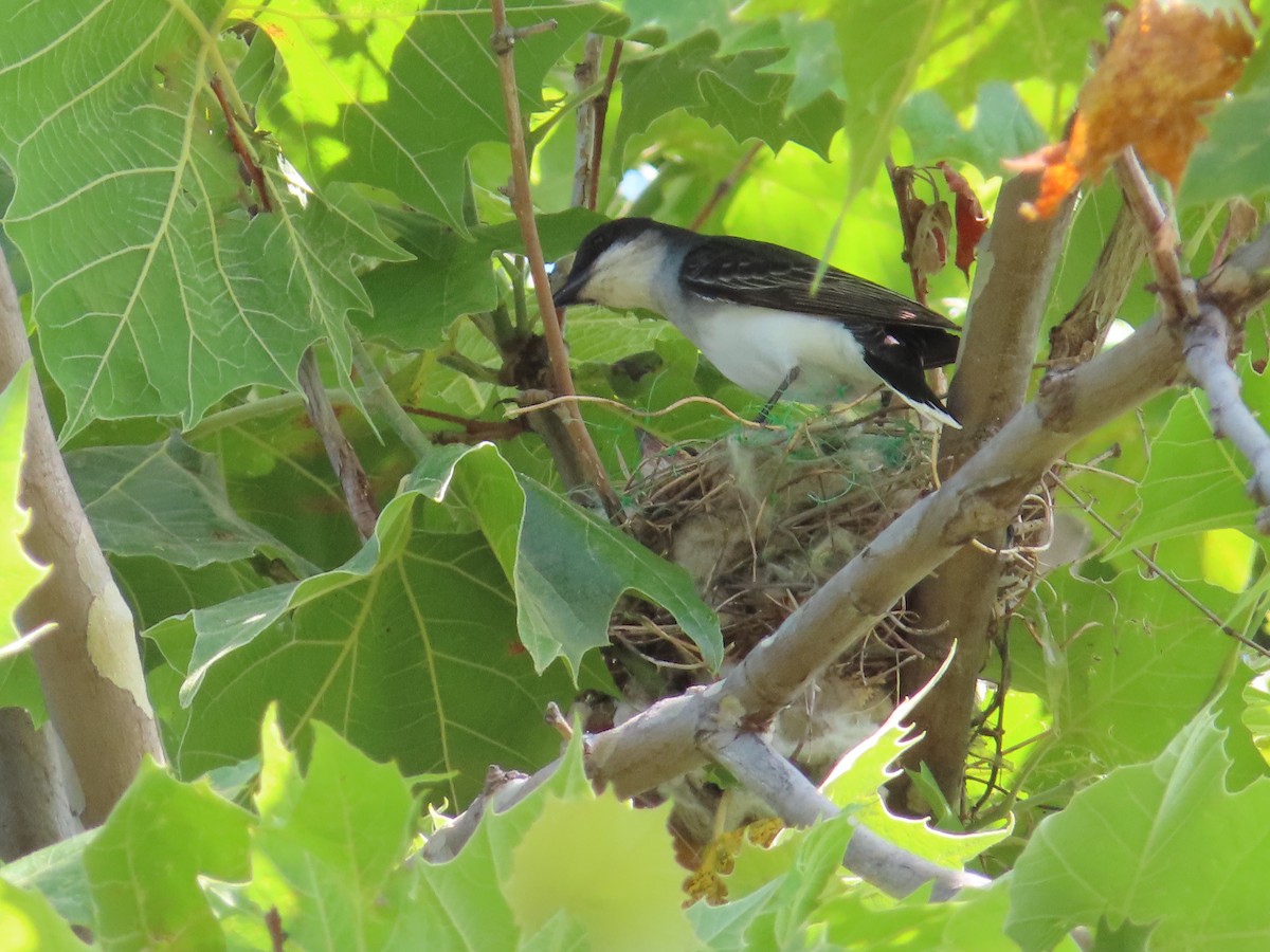 Eastern Kingbird - ML620518212