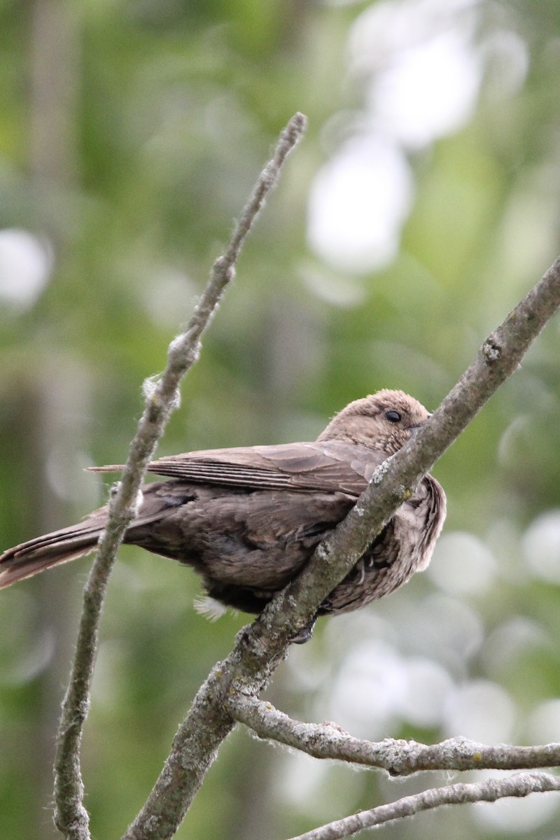 Brown-headed Cowbird - ML620518213