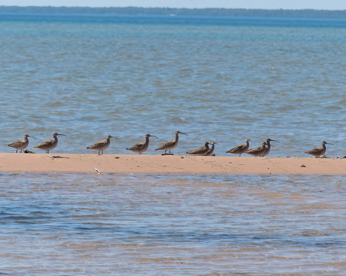 Whimbrel - ML620518214