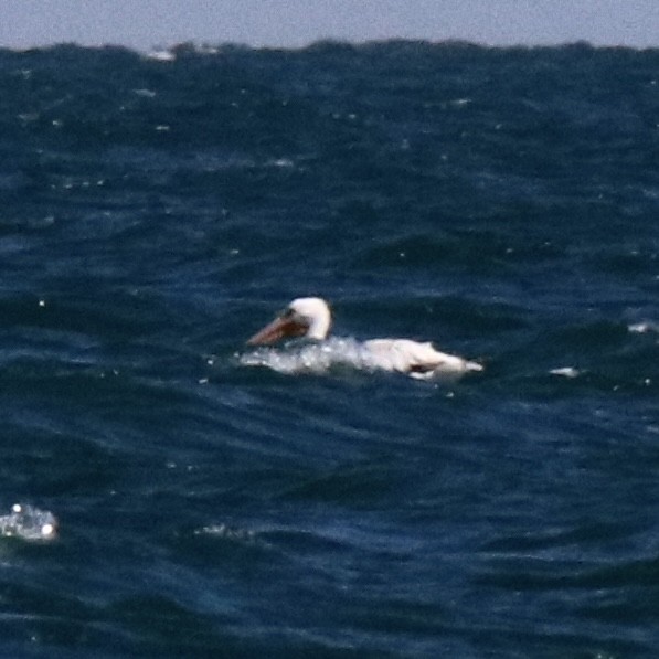 American White Pelican - ML620518217