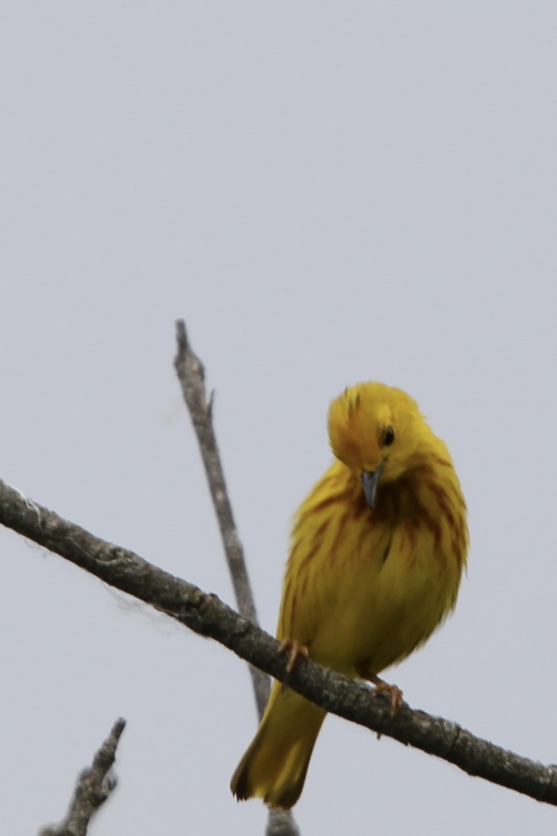 Paruline jaune - ML620518218