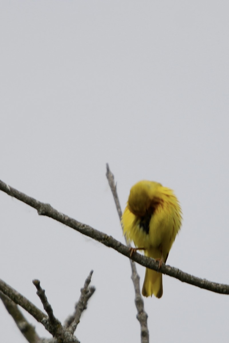 Yellow Warbler - ML620518219