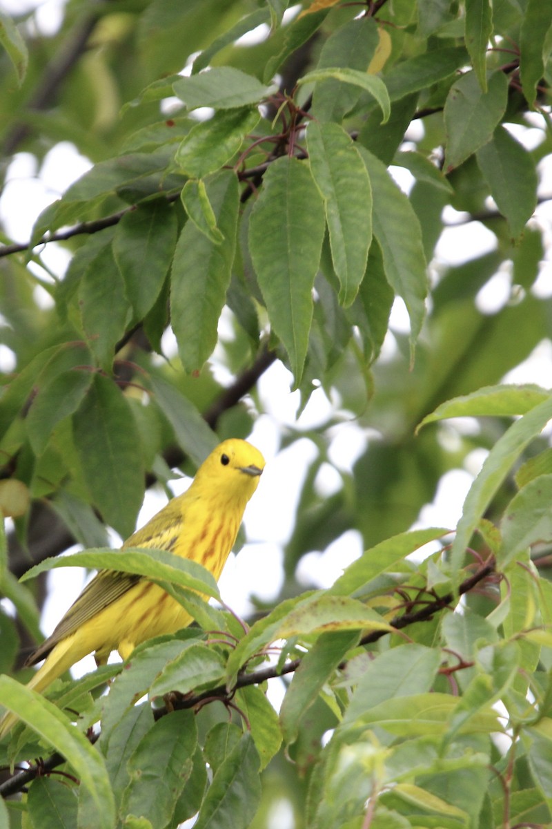 Yellow Warbler - ML620518221