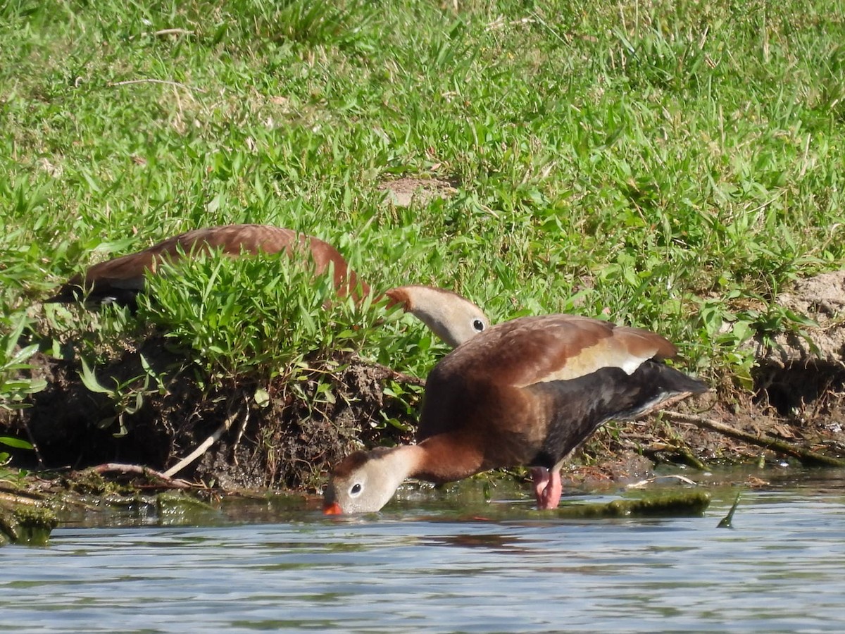 Dendrocygne à ventre noir - ML620518223