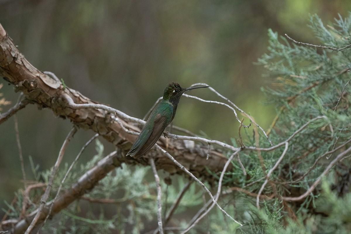 Violettkron-Brillantkolibri - ML620518226