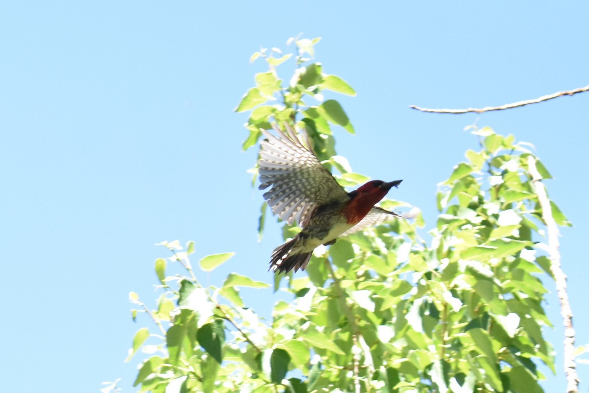 Red-breasted Sapsucker - ML620518228